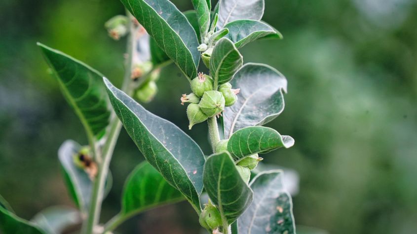 Ashwagandha – Die Winterkirsche aus der Ayurveda