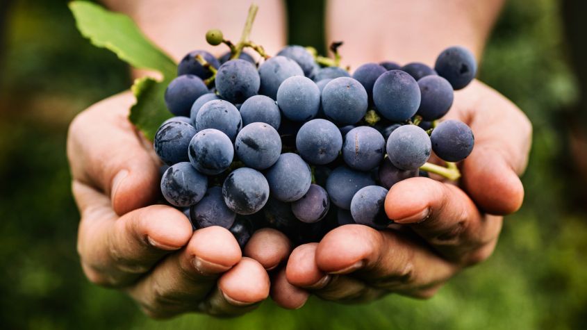 Resveratrol - Was ist es und was sind seine Vorteile?